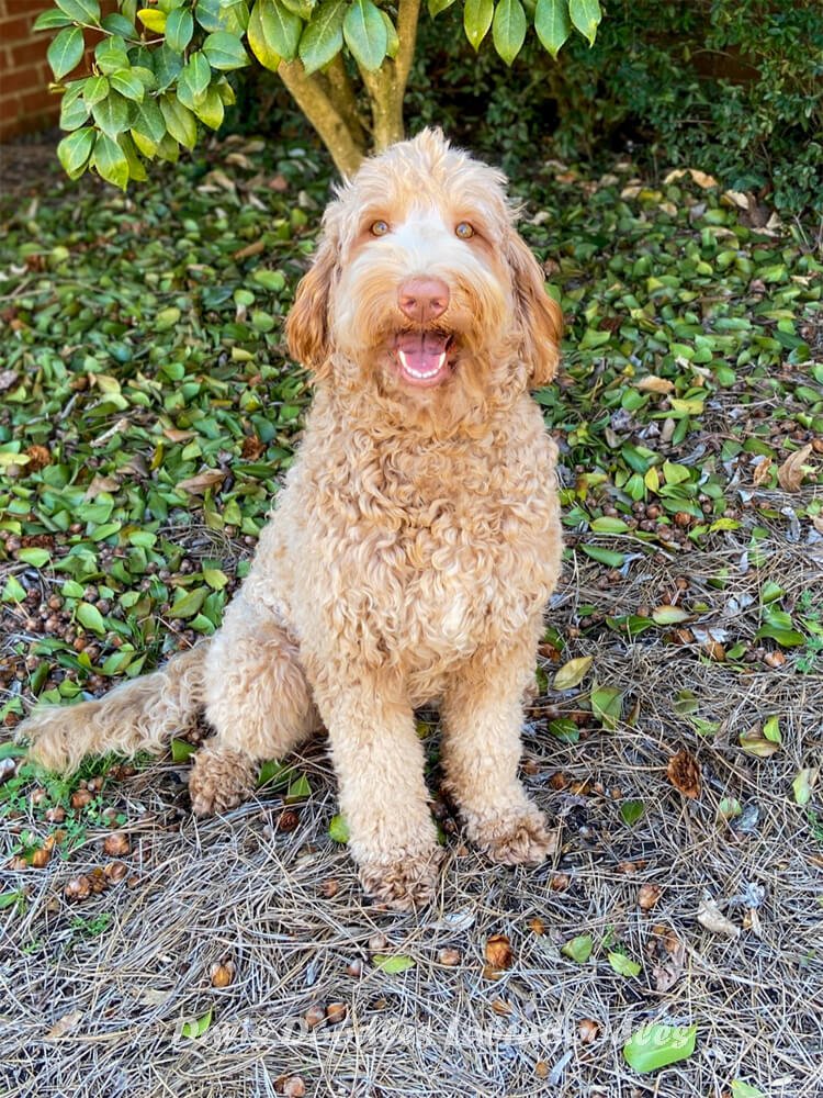 Australian Labradoodles Female Breeders