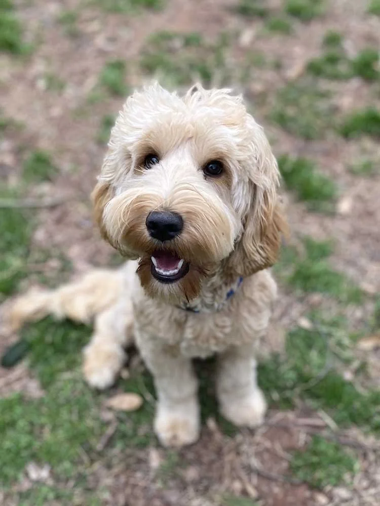 Australian Labradoodle Puppies