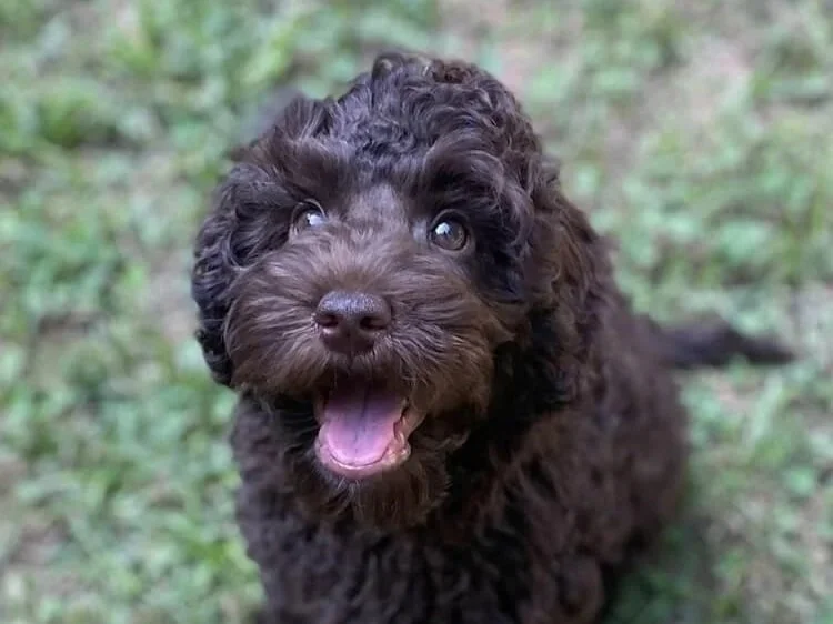 Available ALD miniature puppies