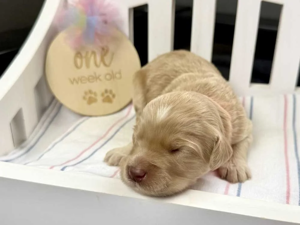 Lapis Lazuli "LaLa" (caramel girl)