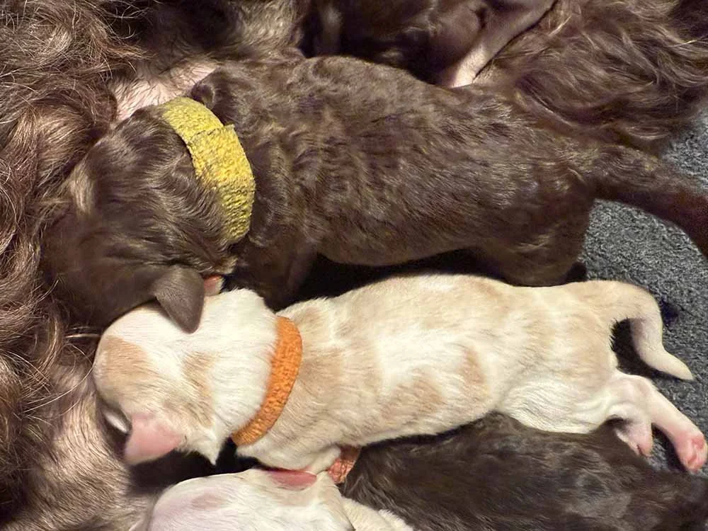 Gold Boy (chocolate) and Orange Boy (caramel & white parti)