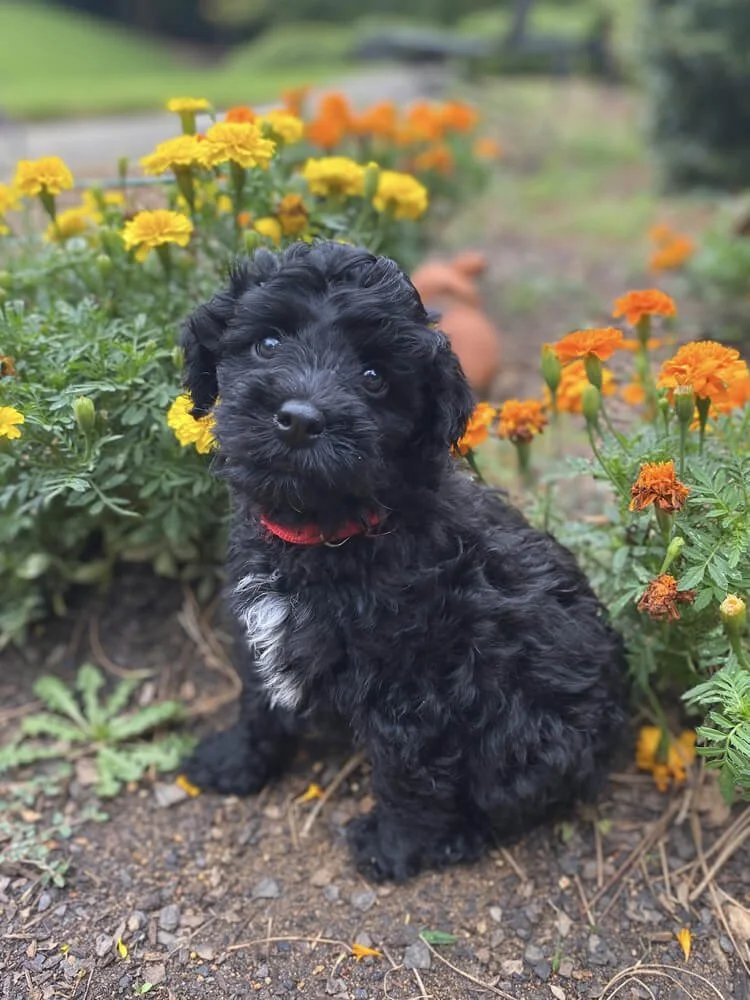 Available micro miniature Australian Labradoodle puppies