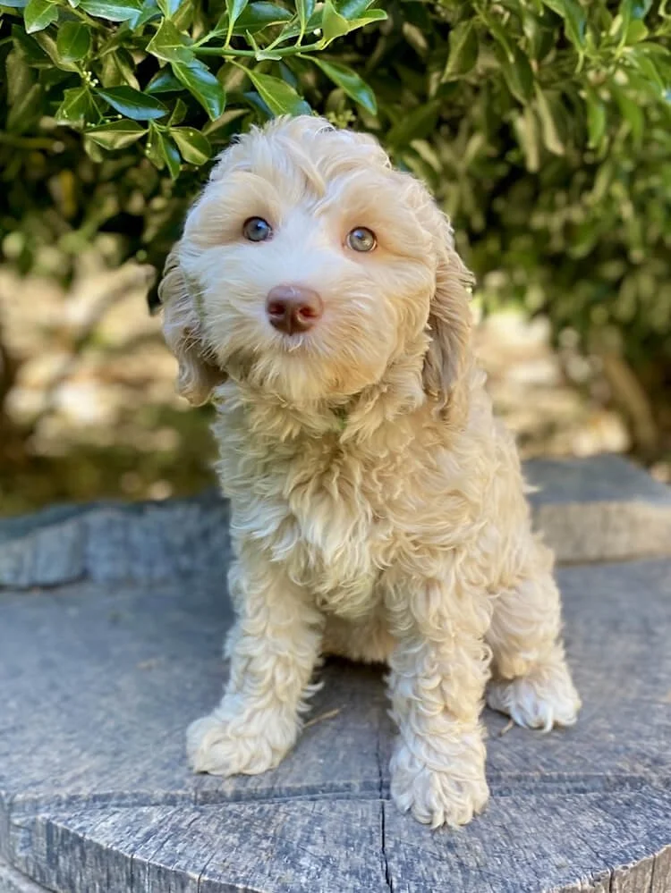 Cerulean "Leann" (caramel girl - green collar) - Going to be a future mom