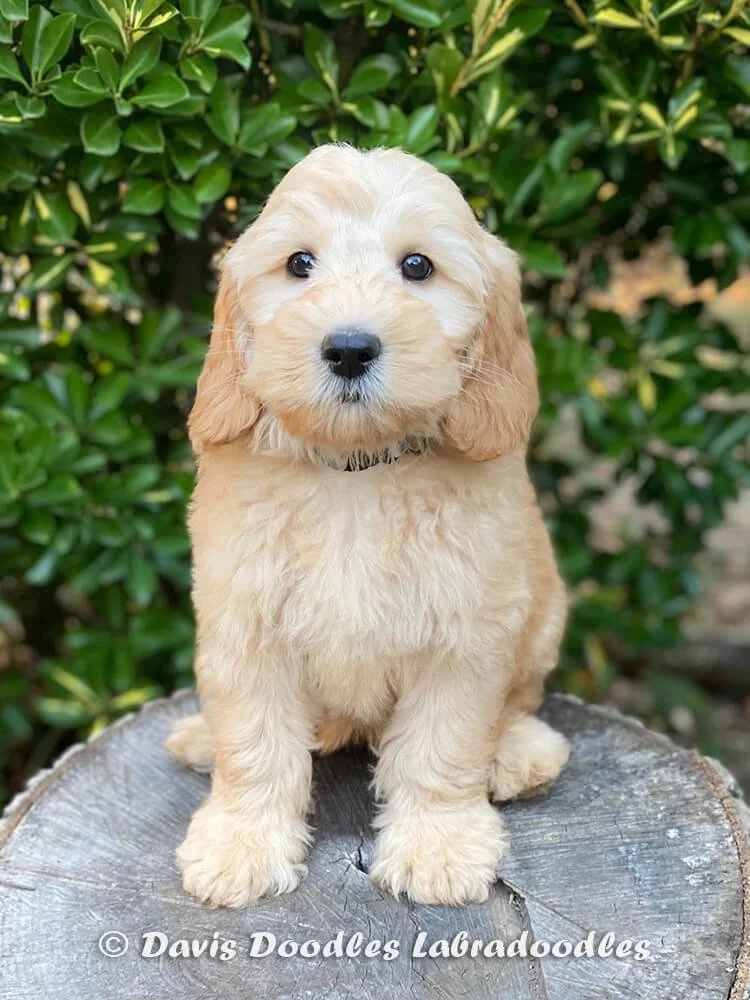 josie-labradoodle-puppy.jpg