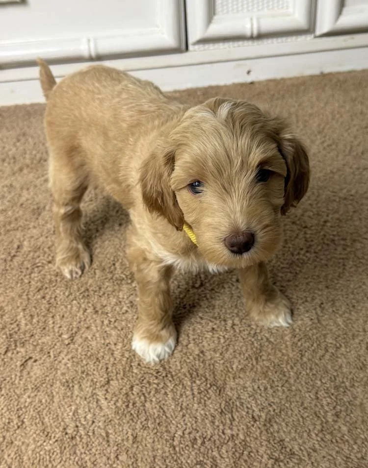 Cornflower "Flower" (caramel girl - yellow collar)