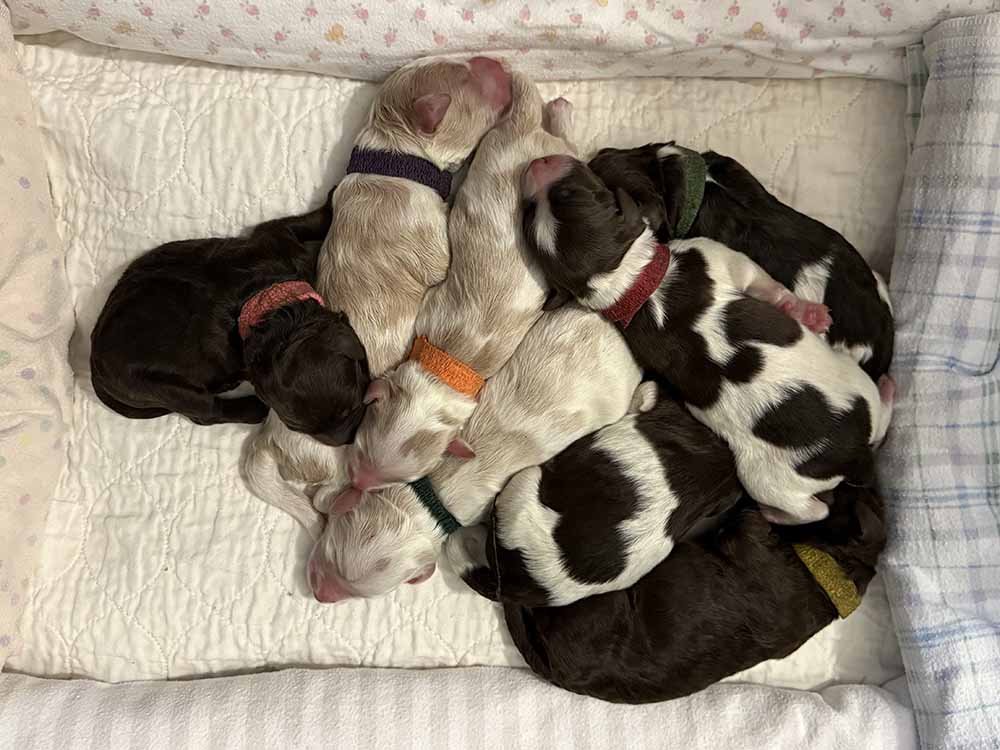 All the Puppies