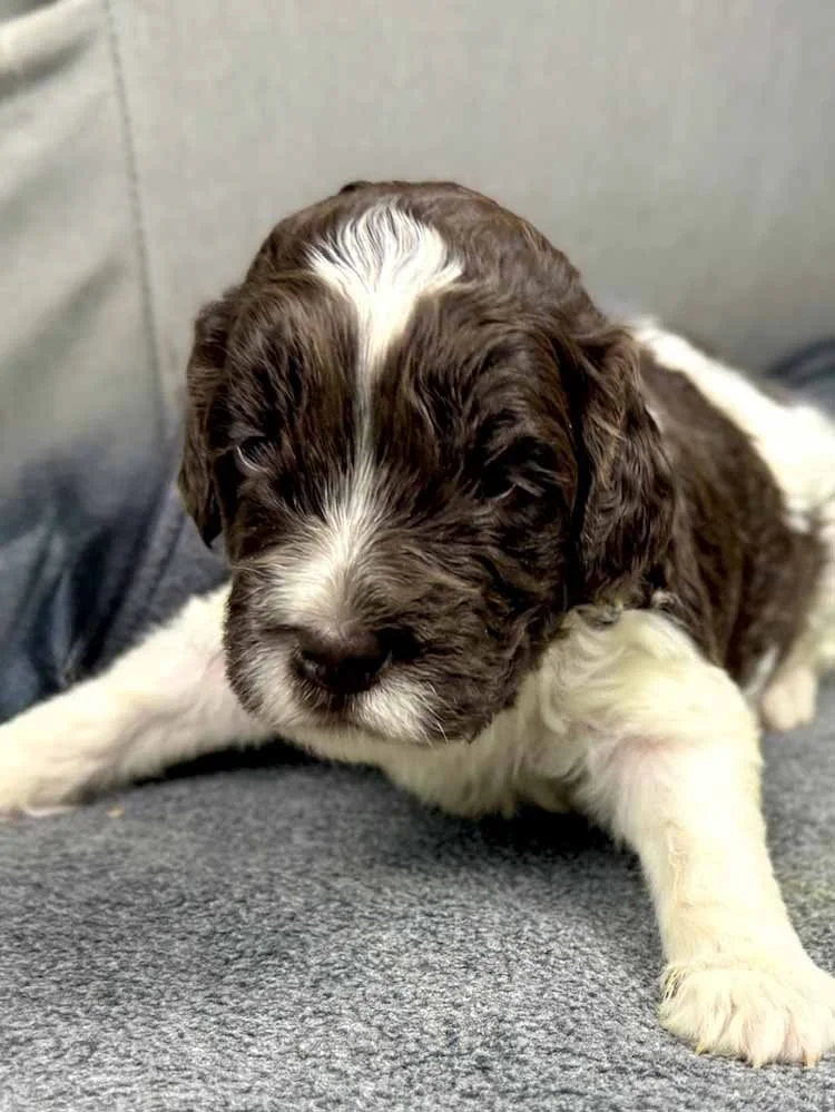 Lime Girl (chocolate and white parti)