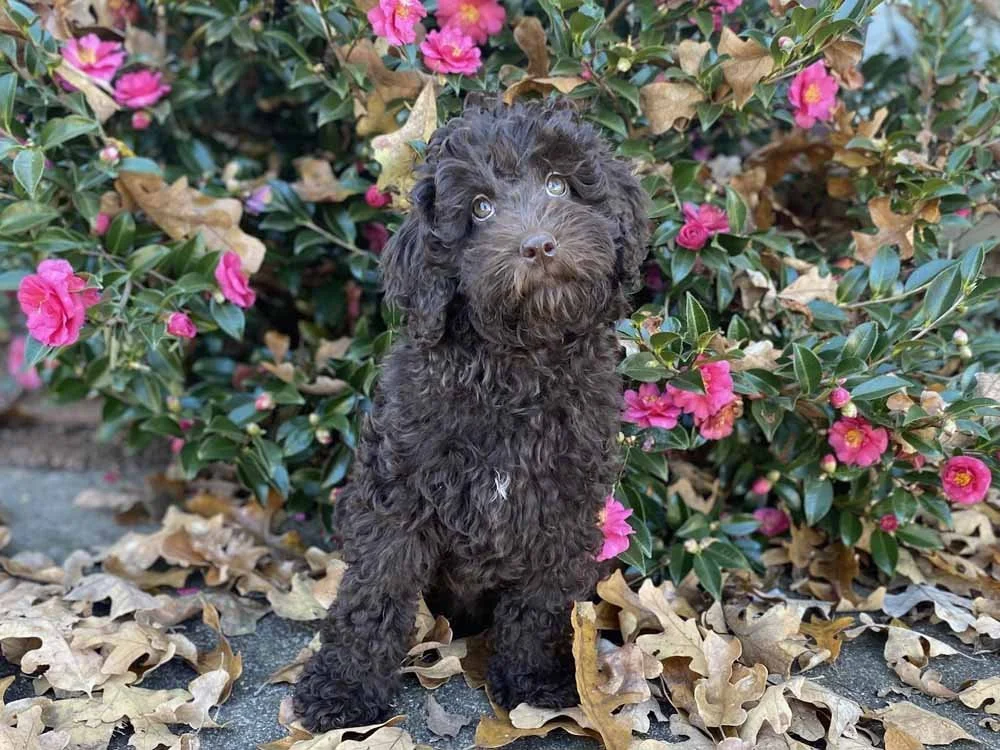 Shiraz "Sheri" (yellow girl) - AVAILABLE