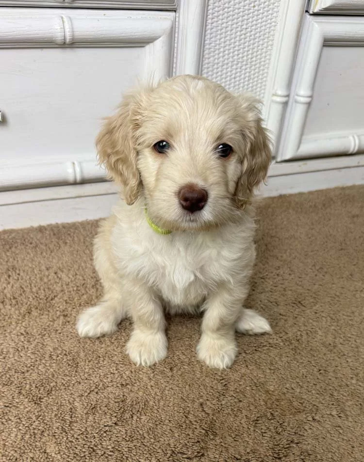 Aquamarine "Marnie" (caramel girl - lime collar)