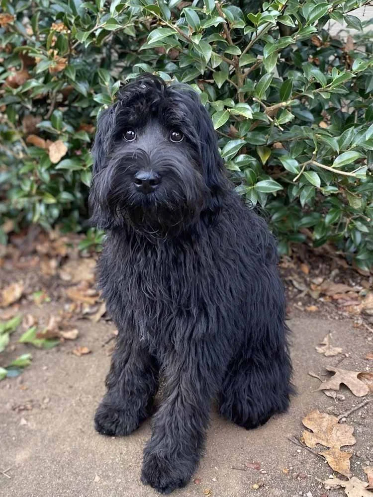 Australian Labradoodle Puppies