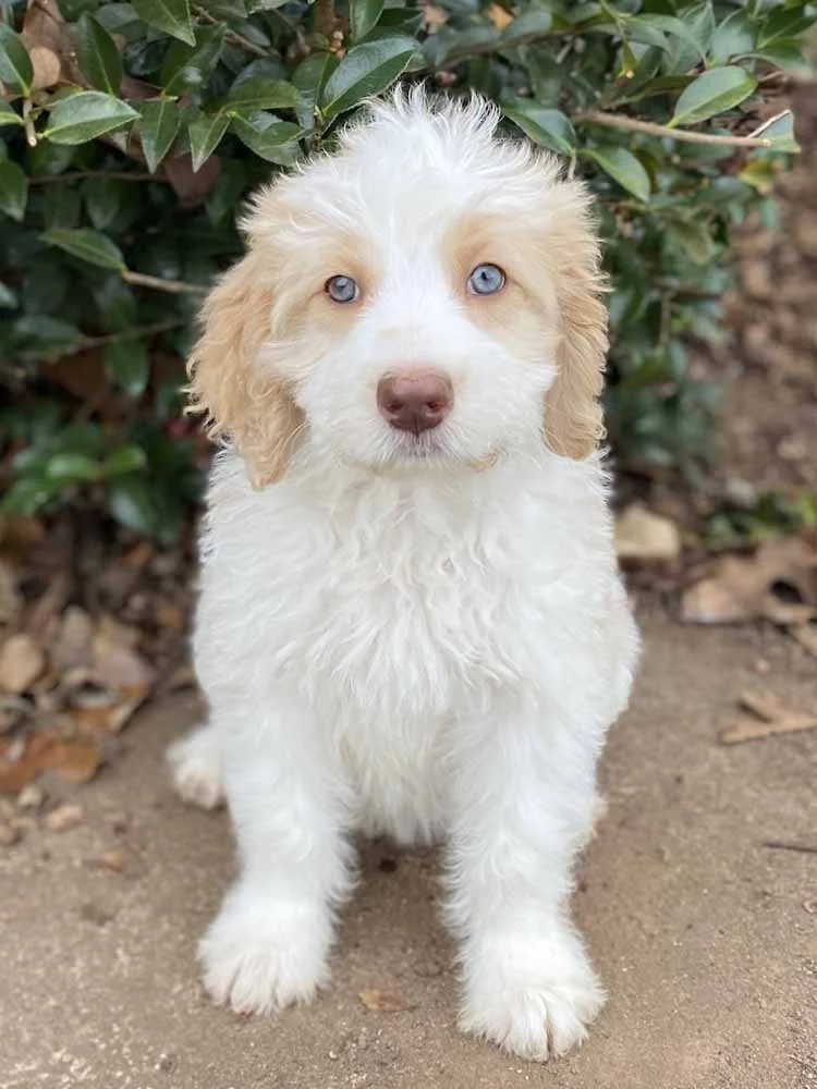 Daisy (Purple Girl) - going to live with her forever family in Roswell, GA