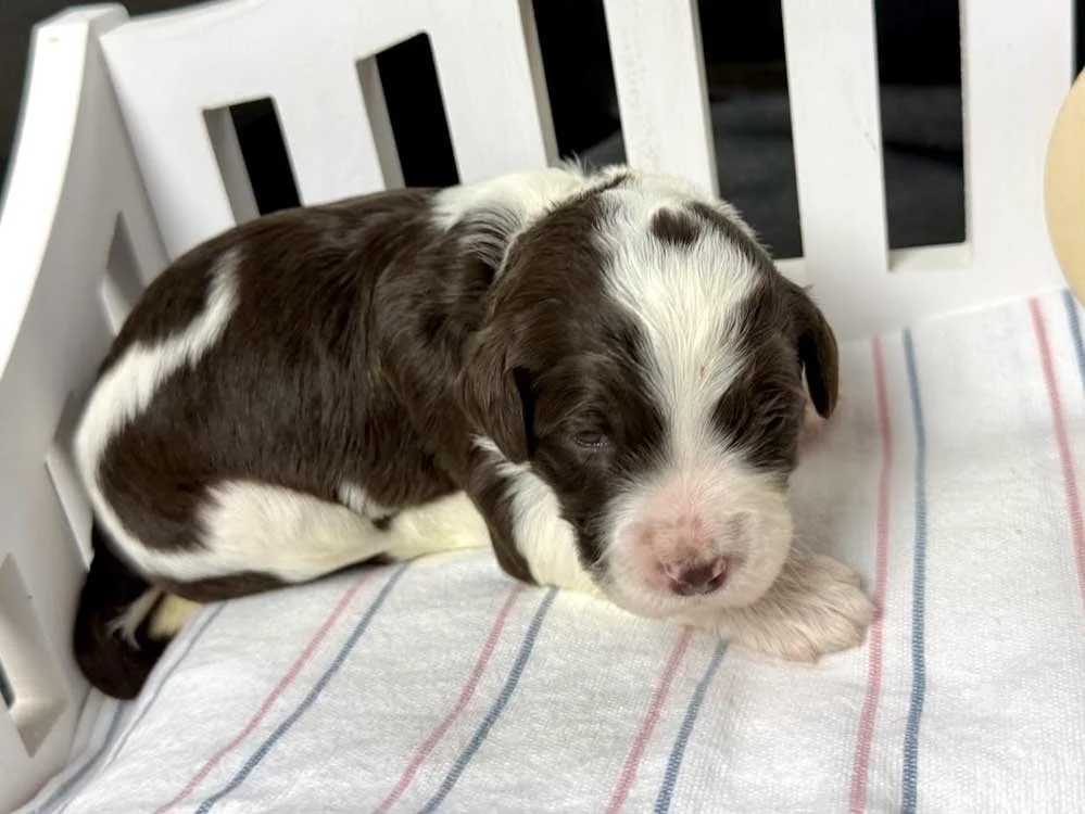 Sapphire "Phira" (chocolate and white parti girl)