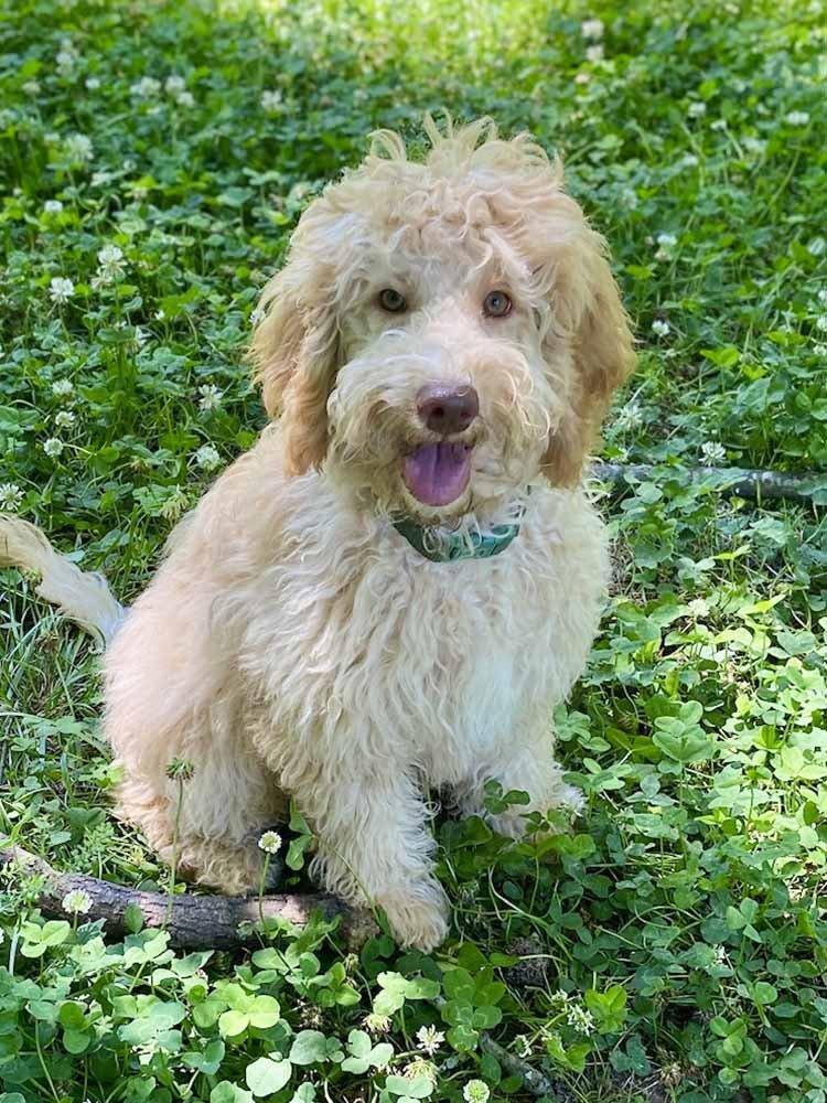 Australian Labradoodle Puppies