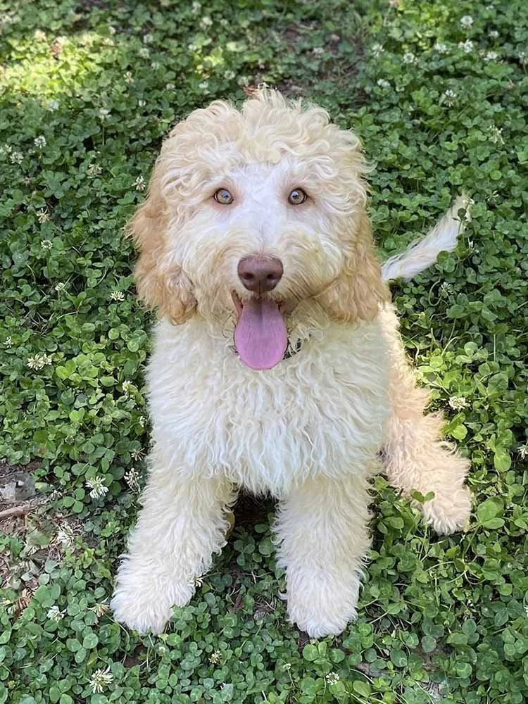 Australian Labradoodle Puppies