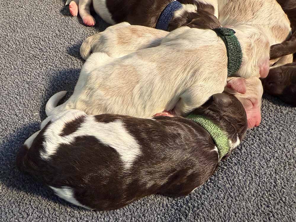 Green Boy (caramel & white parti) PLUS Lime Girl (chocolate & white parti)