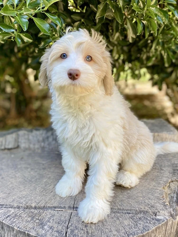 Celeste "Cece" (caramel and white parti girl - purple collar) - Going to be a future mom