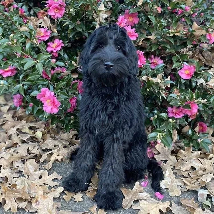 Australian Labradoodle Puppies