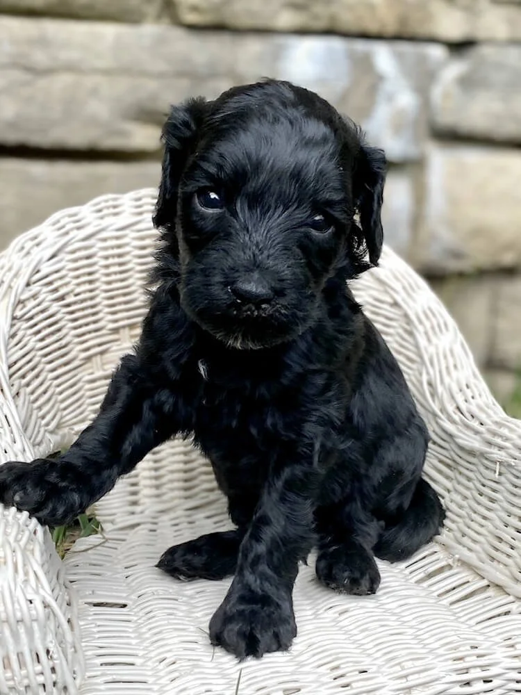 Toblerone "Toby" Orange Boy (black coat)