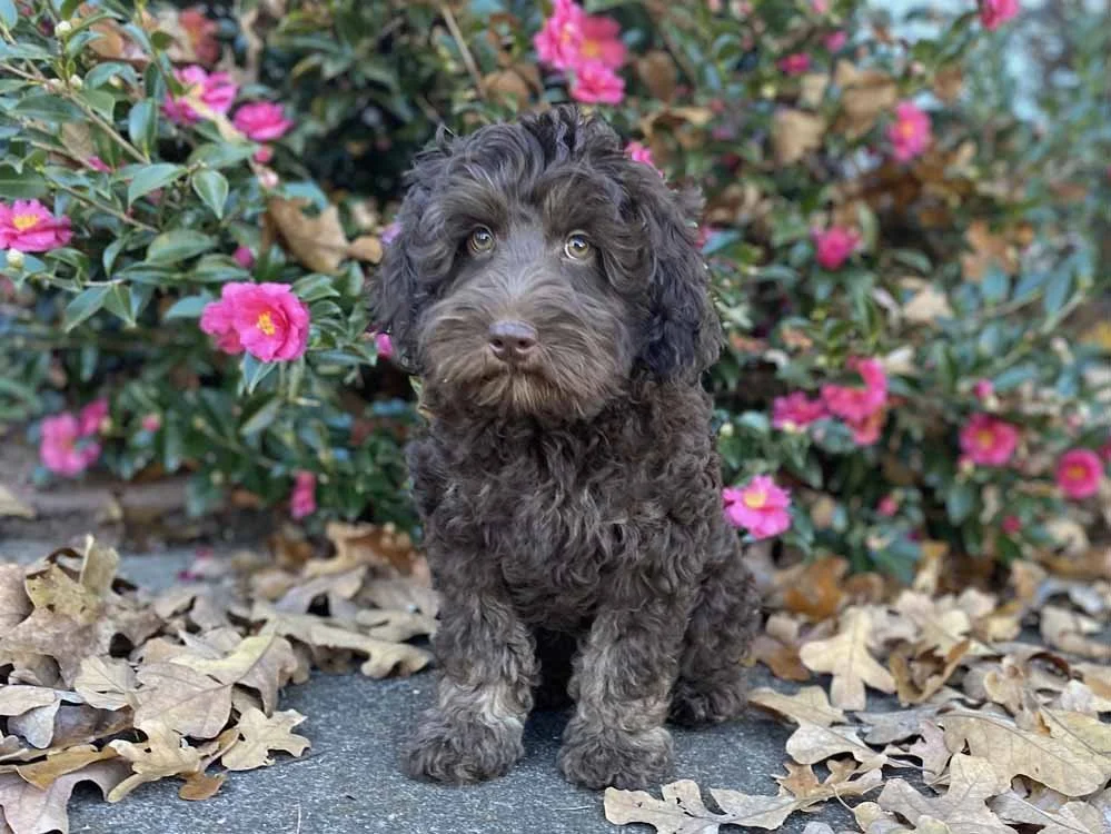 Cheddar (orange boy) - AVAILABLE