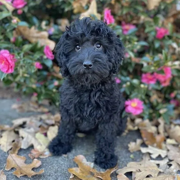 Australian Labradoodle Puppies
