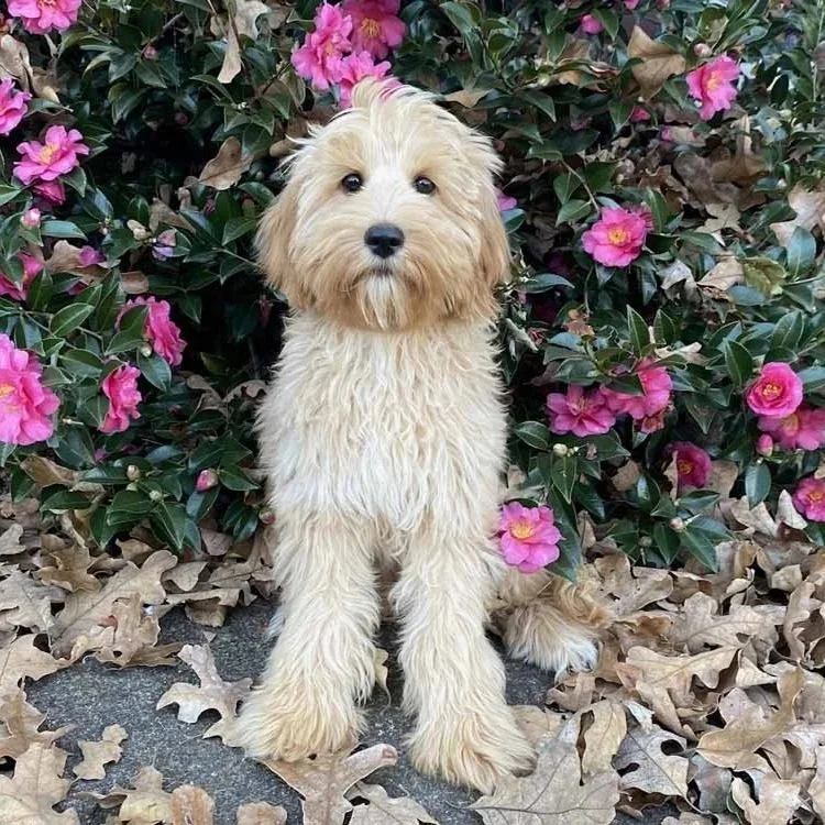 Australian Labradoodle Puppies