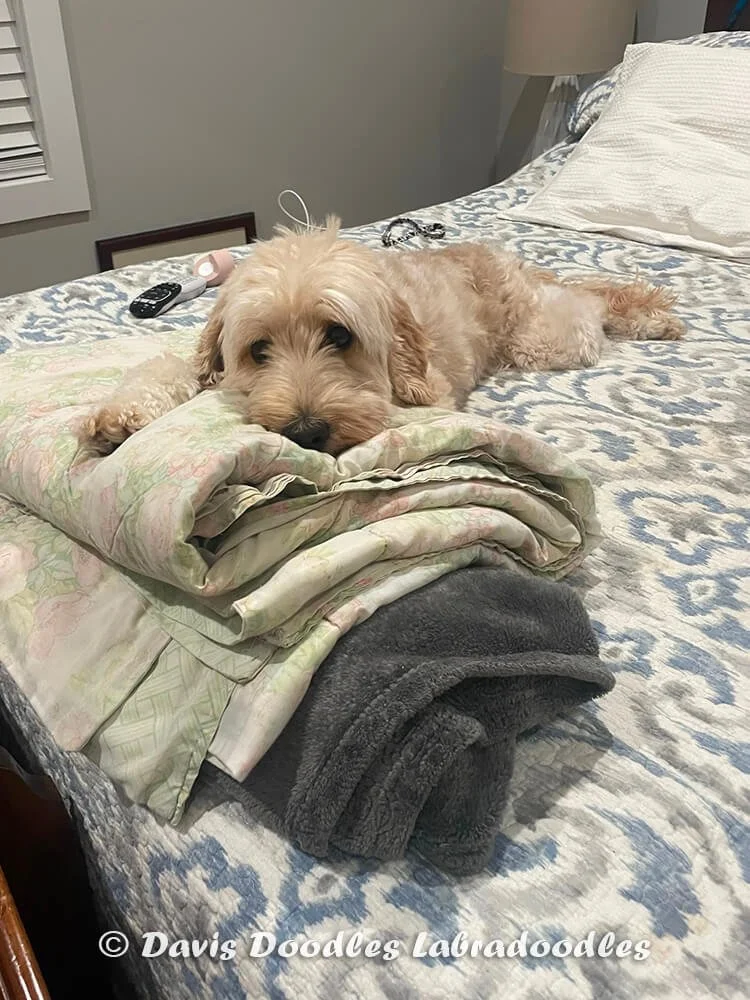josie-labradoodle-onbed.jpg