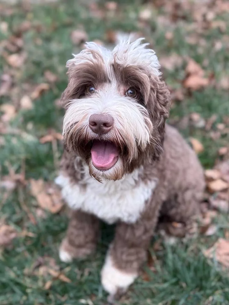 Peaches, a mini Australian Labradoodle available as a guardian