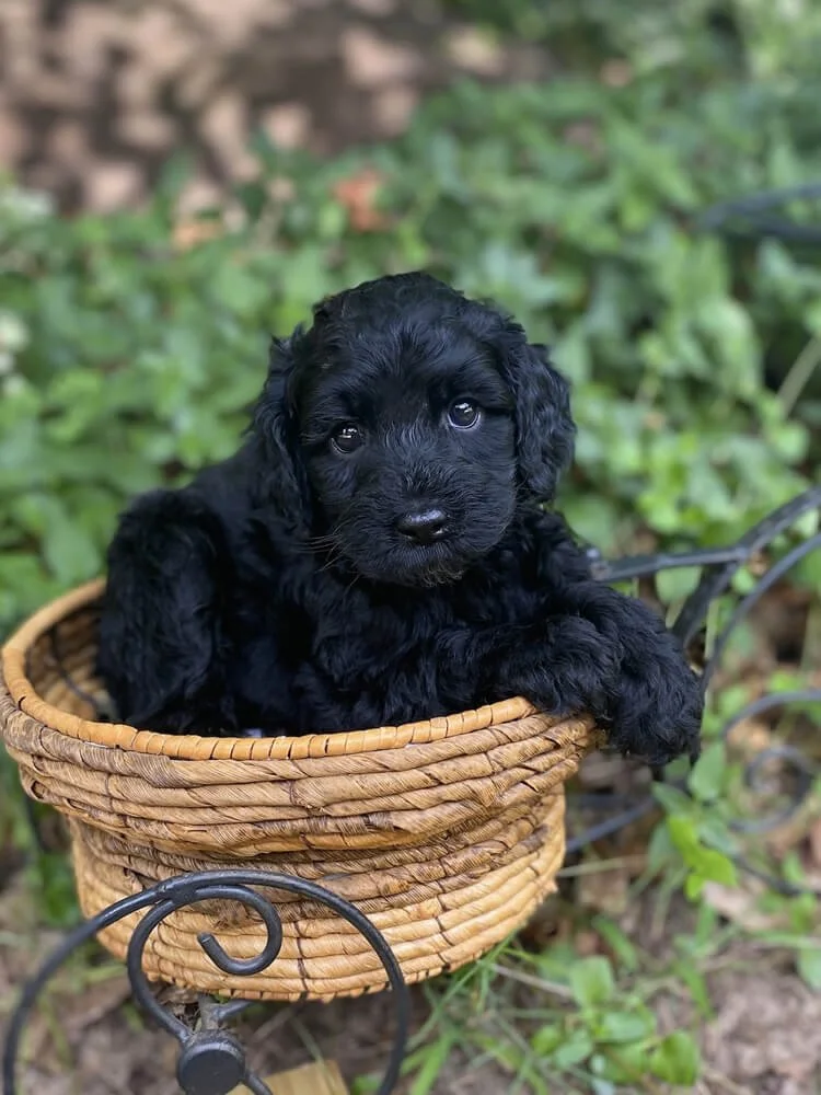 Toblerone "Toby" Orange Boy (black coat)