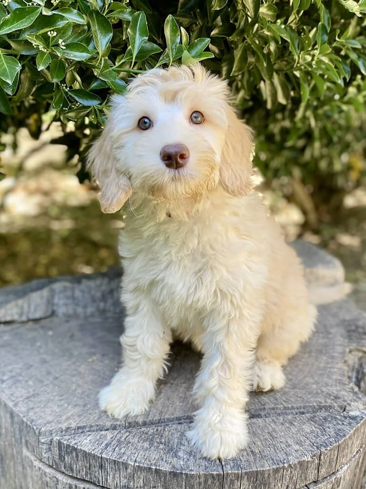 Lapis Lazuli "LaLa" (caramel girl - pink collar) - Going to be a future mom