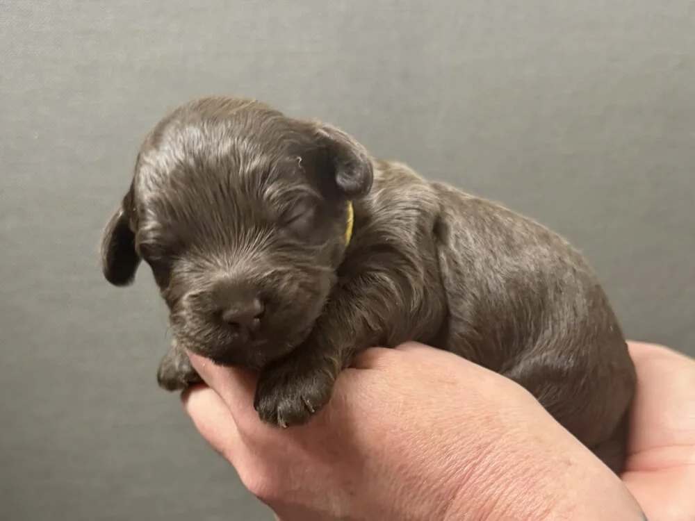 "Cadbury" Gold Boy (chocolate coat)