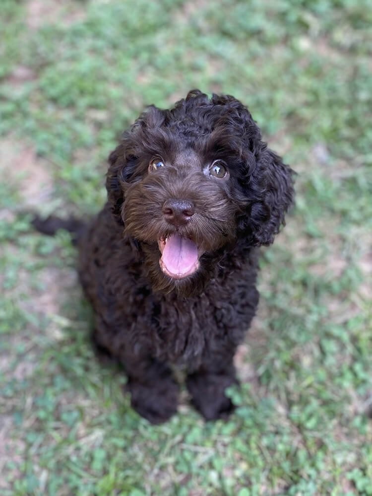 "Cadbury" Gold Boy (chocolate coat) - AVAILABLE
