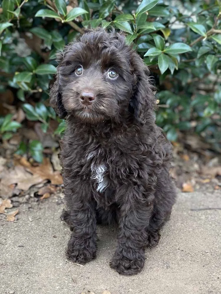 Zena (Pink Girl) - going to live with her forever family in Lebanon, TN