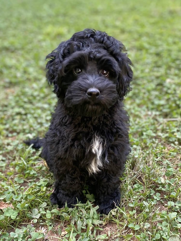 Australian Labradoodle Puppies