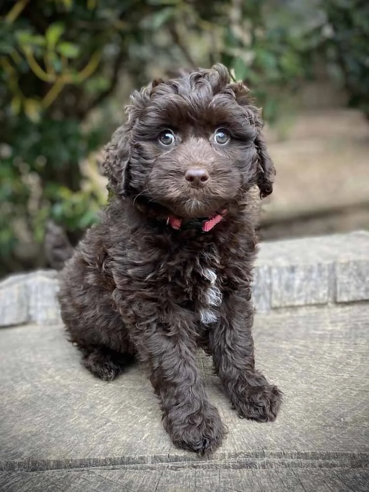 Zena (Pink Girl) - going to live with her forever family in Lebanon, TN