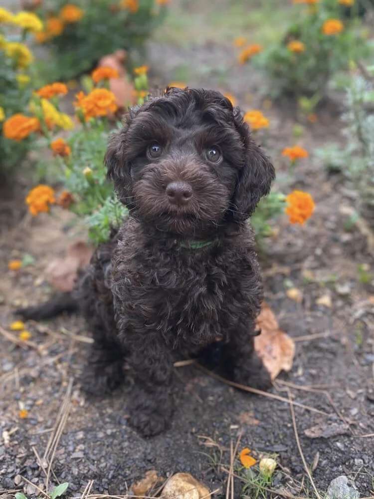 "Dove" Lime Girl (chocolate coat) - Going to be a future breeding mom 