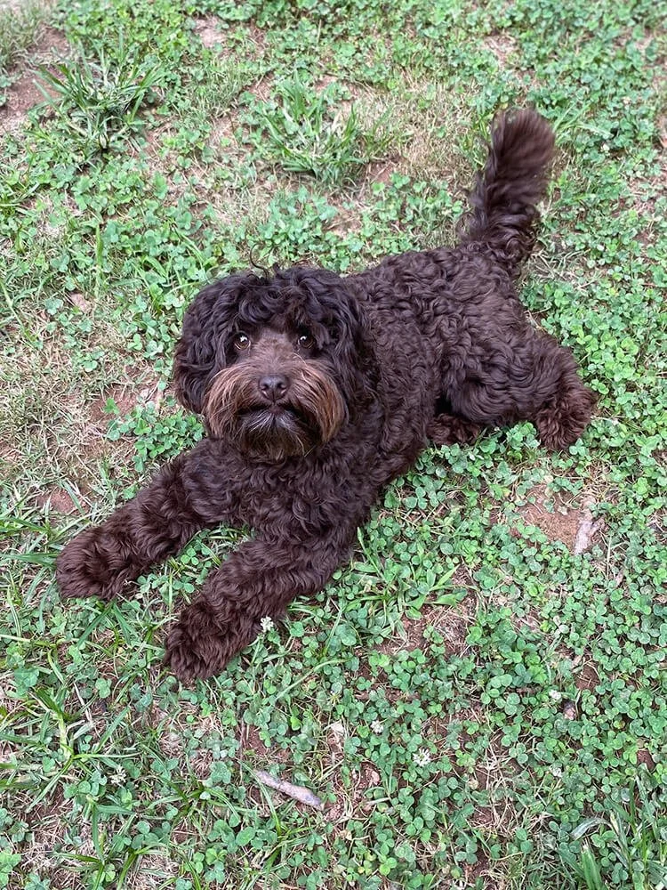 Brie (pink girl) - AVAILABLE