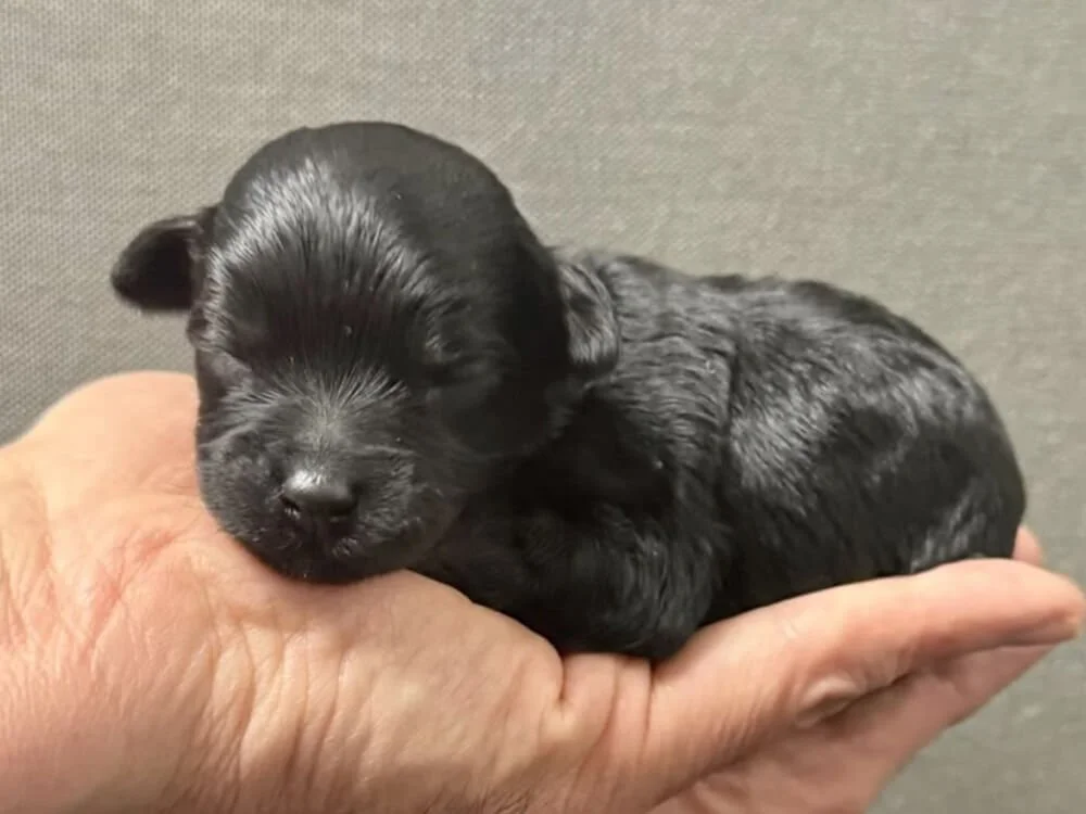 "Hershey" Red Boy (black coat)