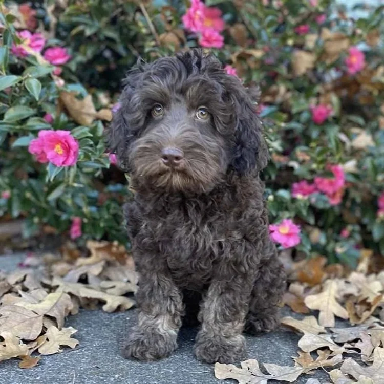 Australian Labradoodle Puppies
