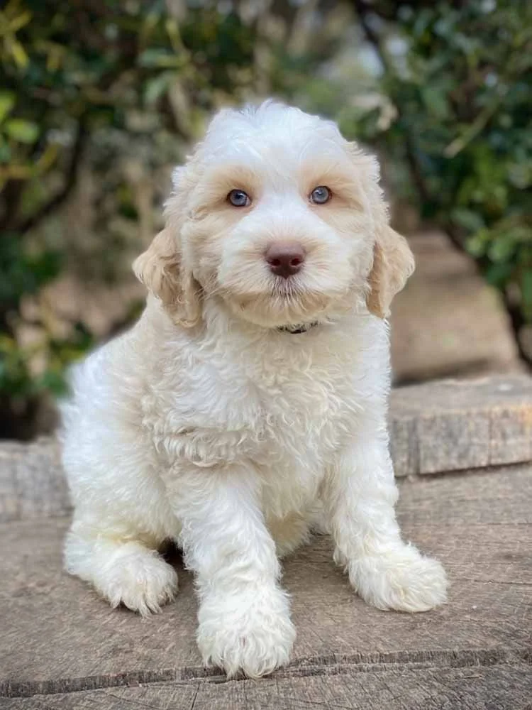 Jordy (Green Boy) - going to live with his forever family in Spartanburg, SC