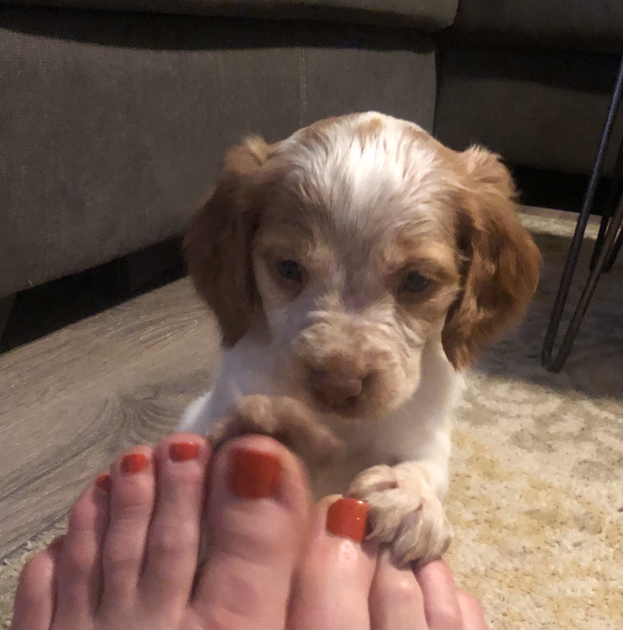 Puppy with white and brown fur touching human toes with red nail polish indoors