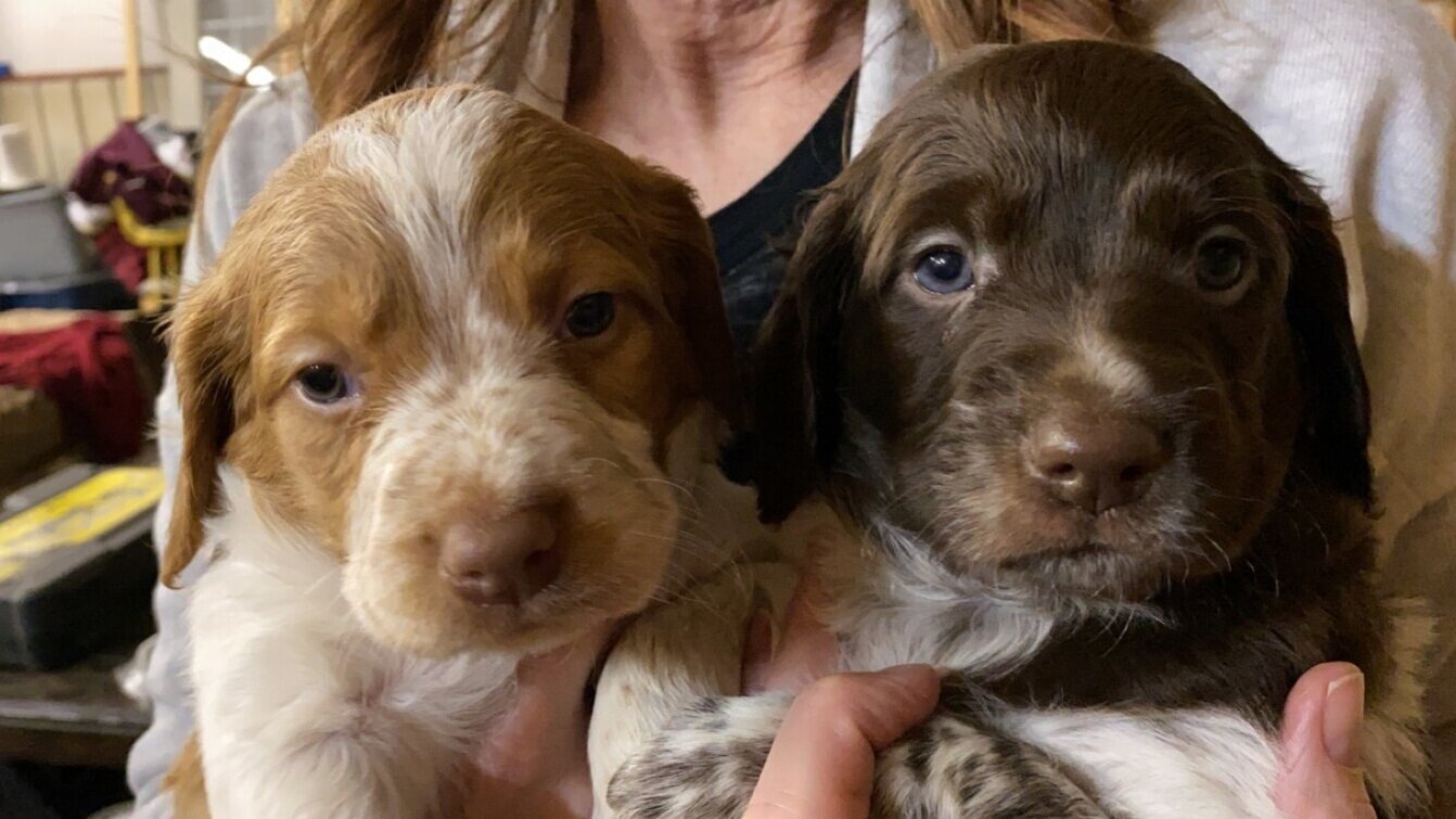 Two puppies being held by a person.