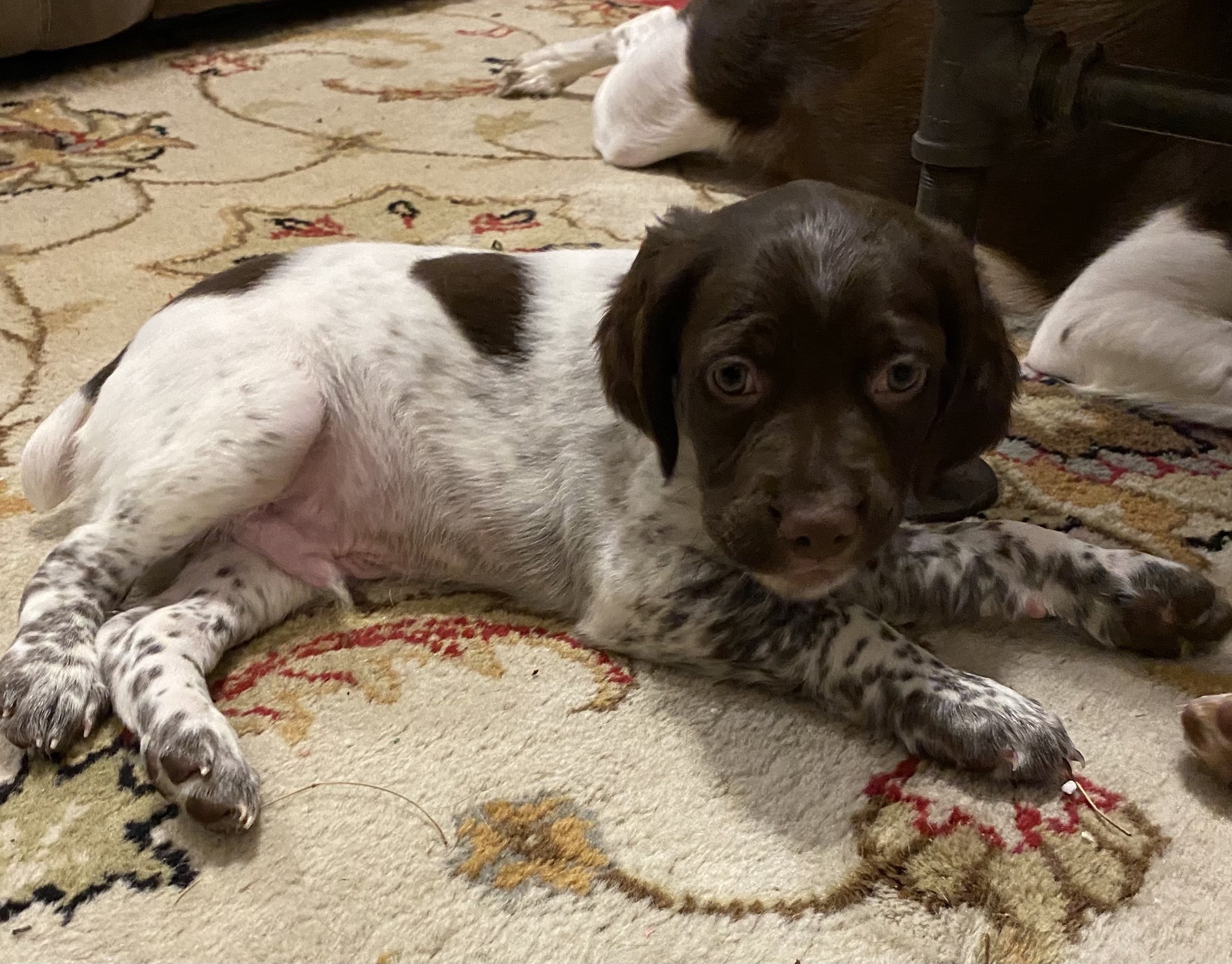 A brown and white puppy lying on a patterned rug indoors.