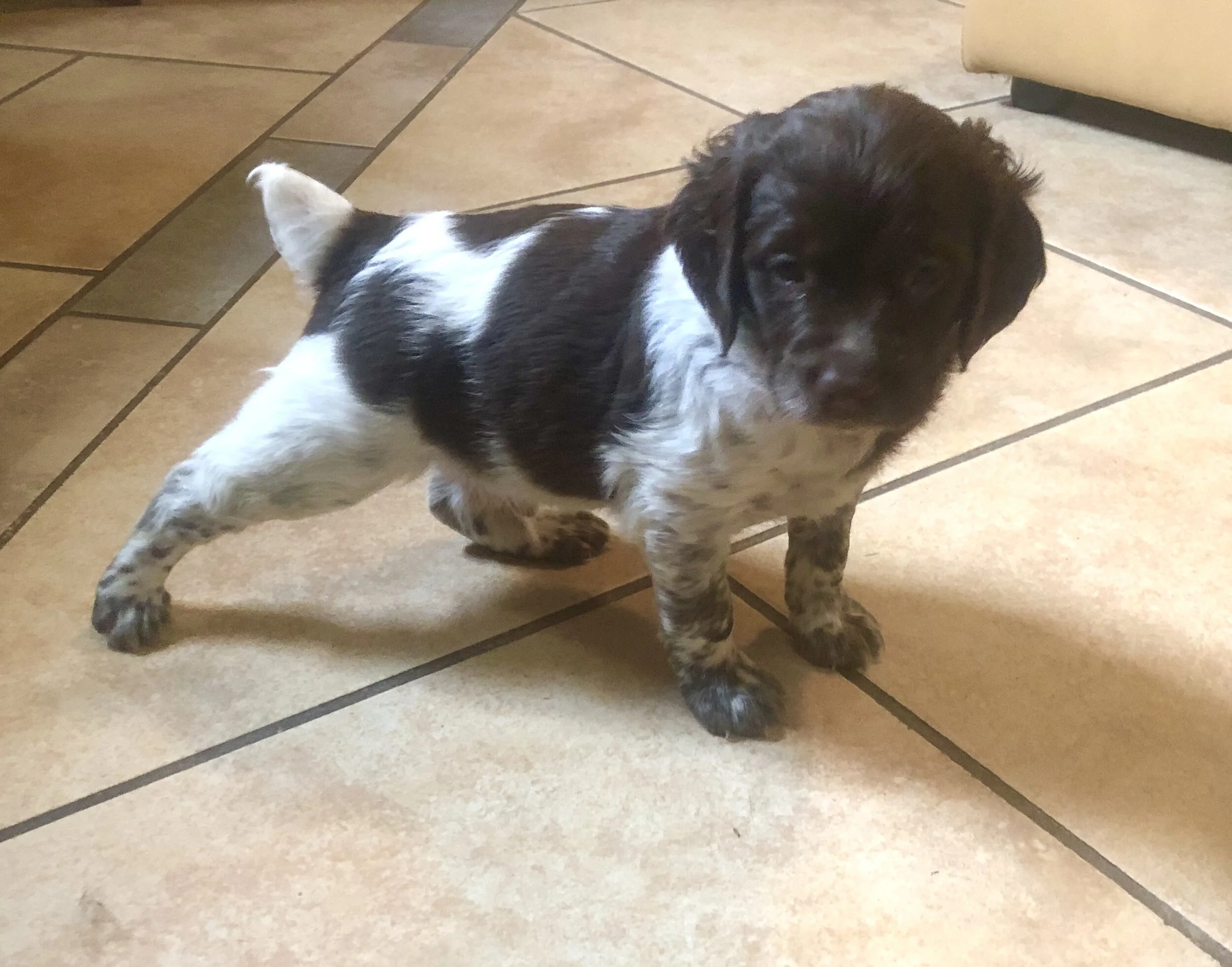 A small puppy with brown and white fur standing on a tiled floor.