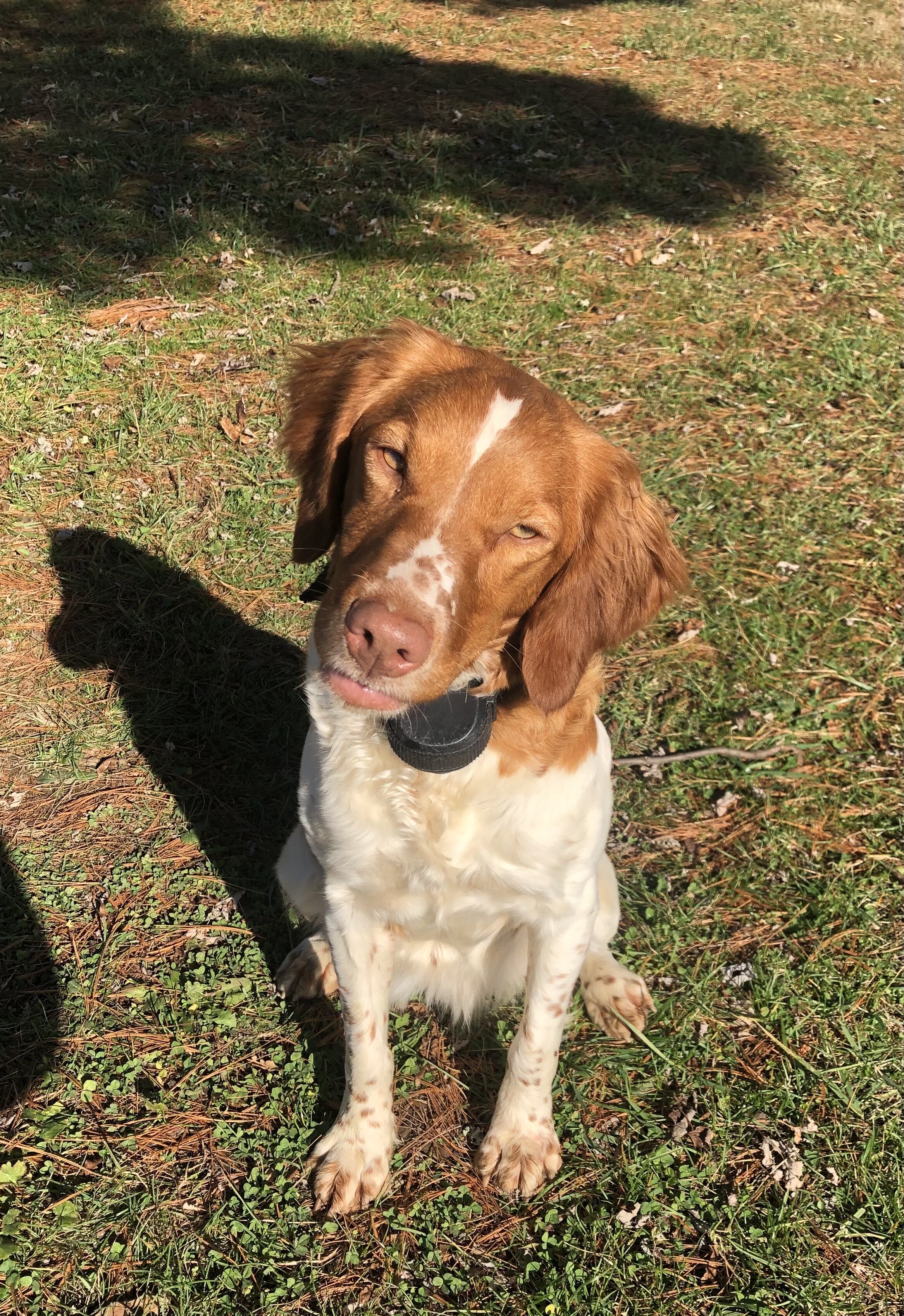 Brown and white dog sitting on grass
