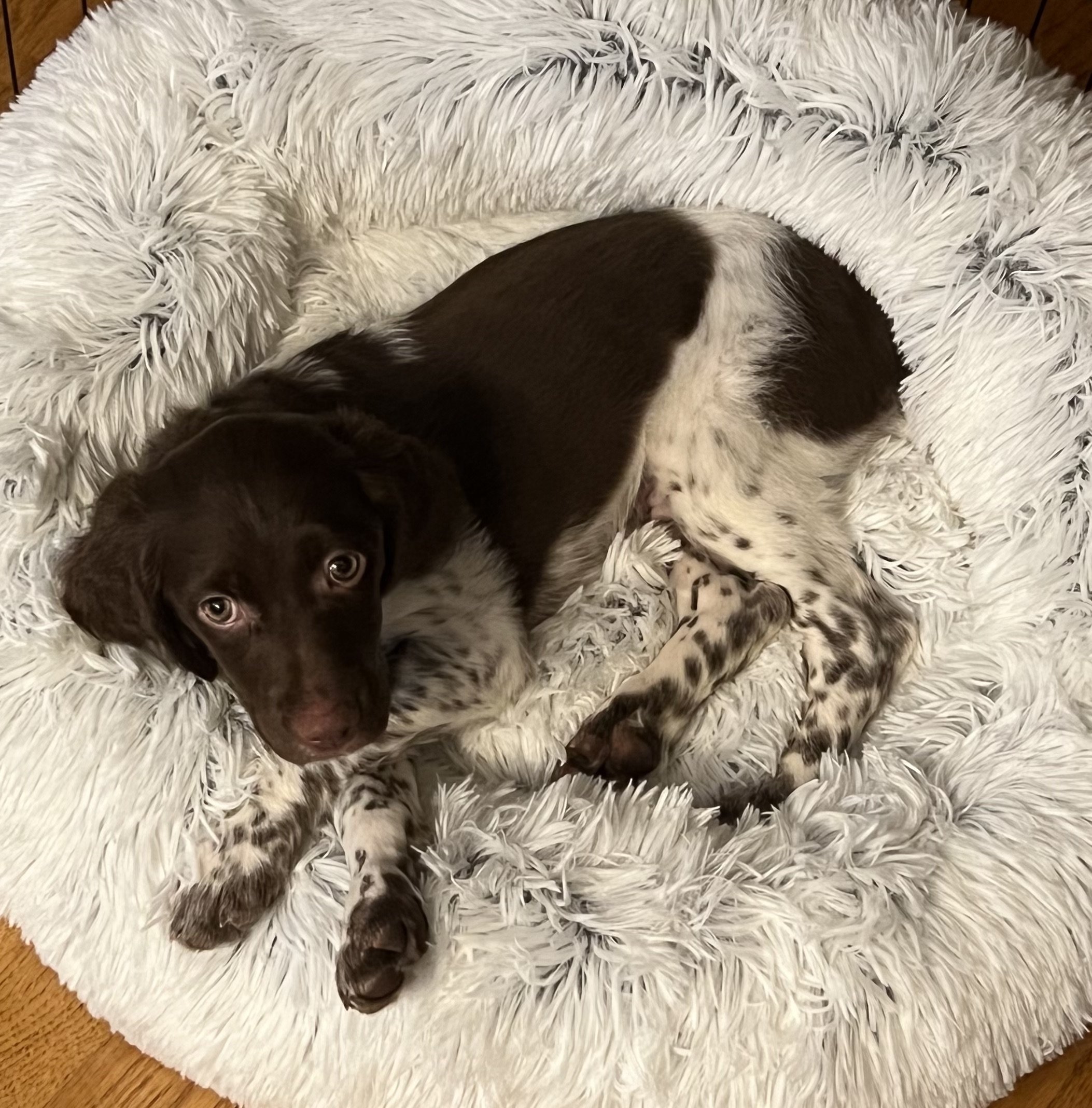 Brown and white puppy lying in a fluffy white dog bed.