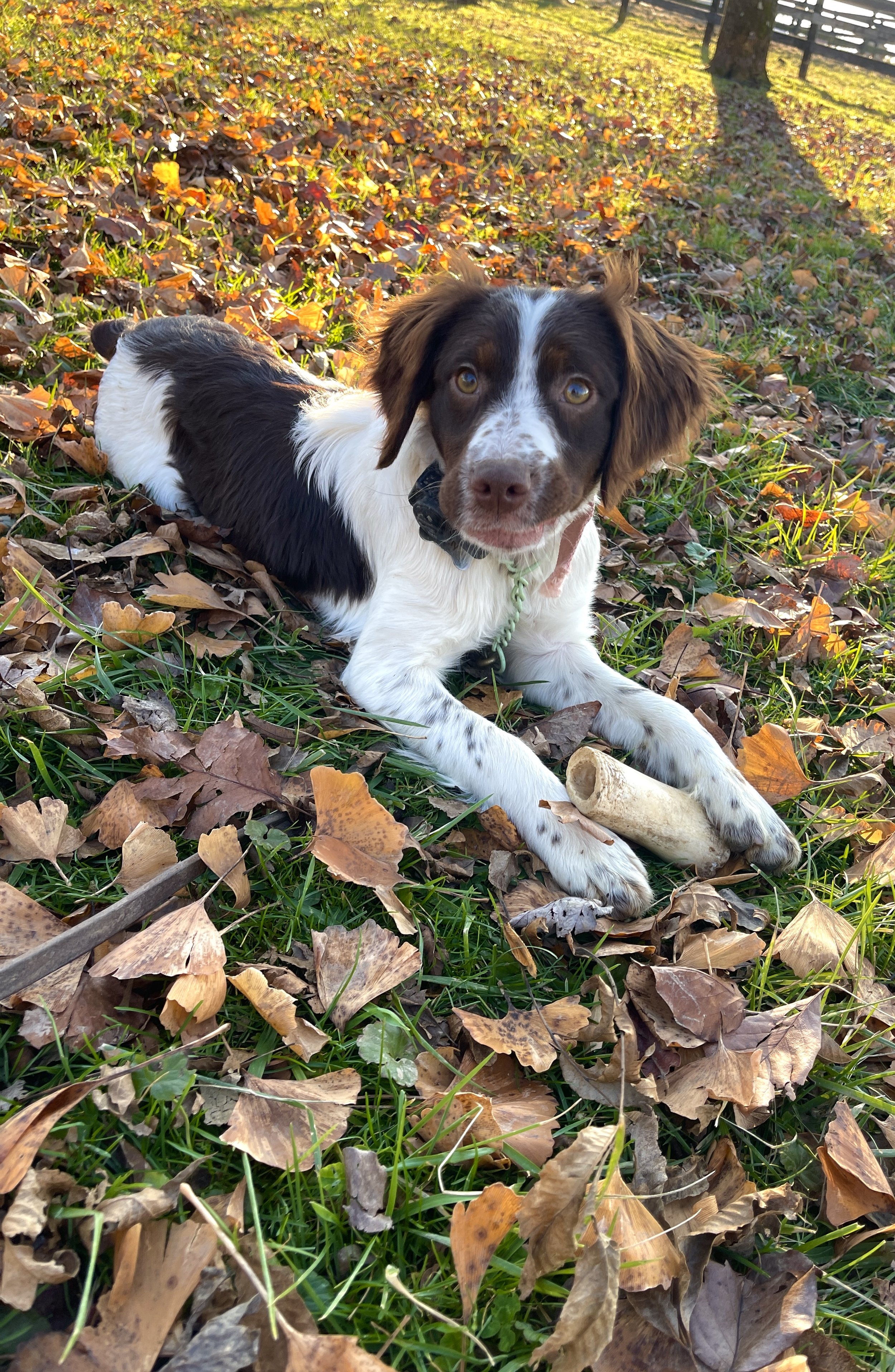 A brown and white dog lying on grass with fallen leaves, holding a bone in its paws.
