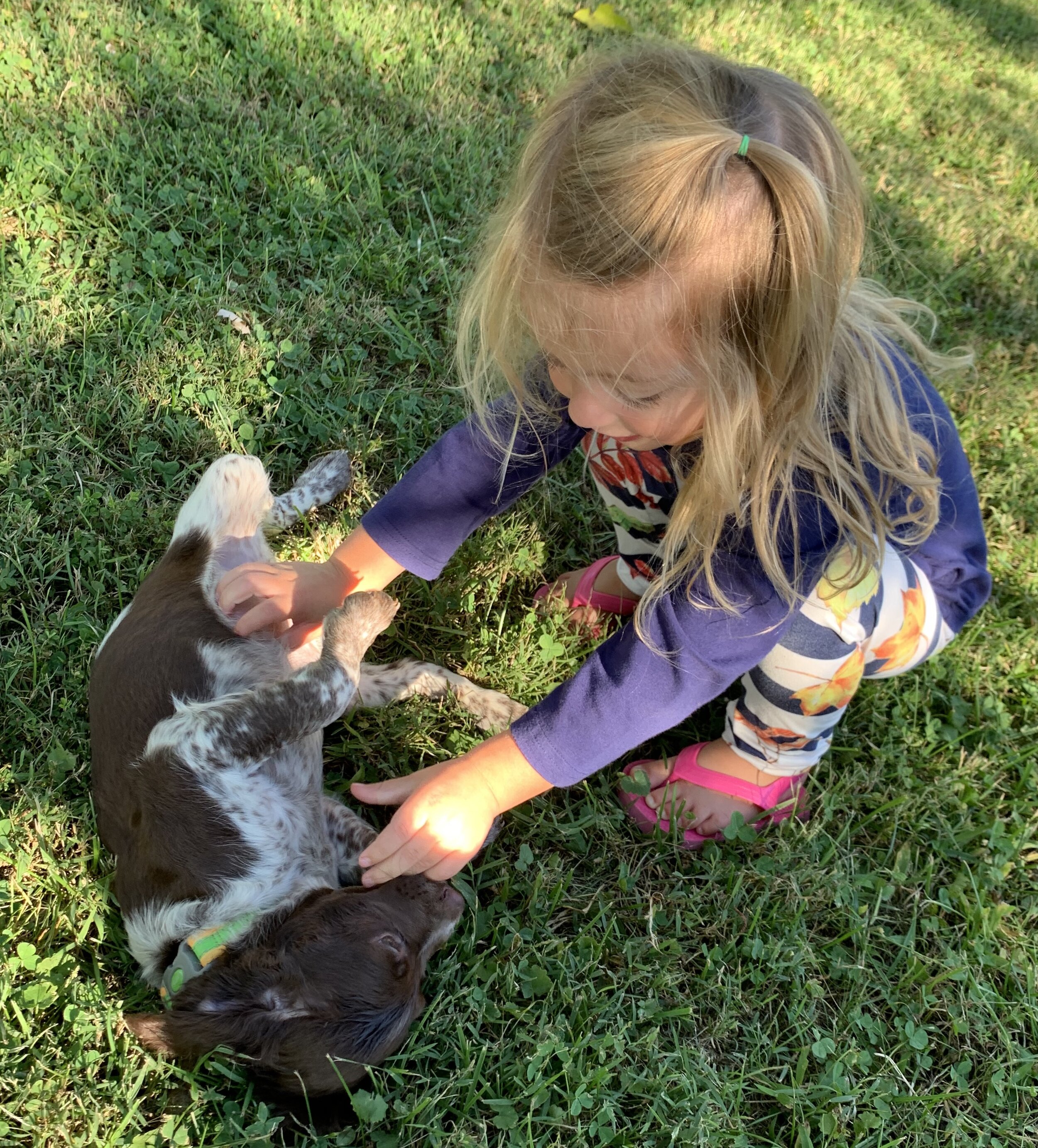 Young child petting a small brown and white puppy on the grass.