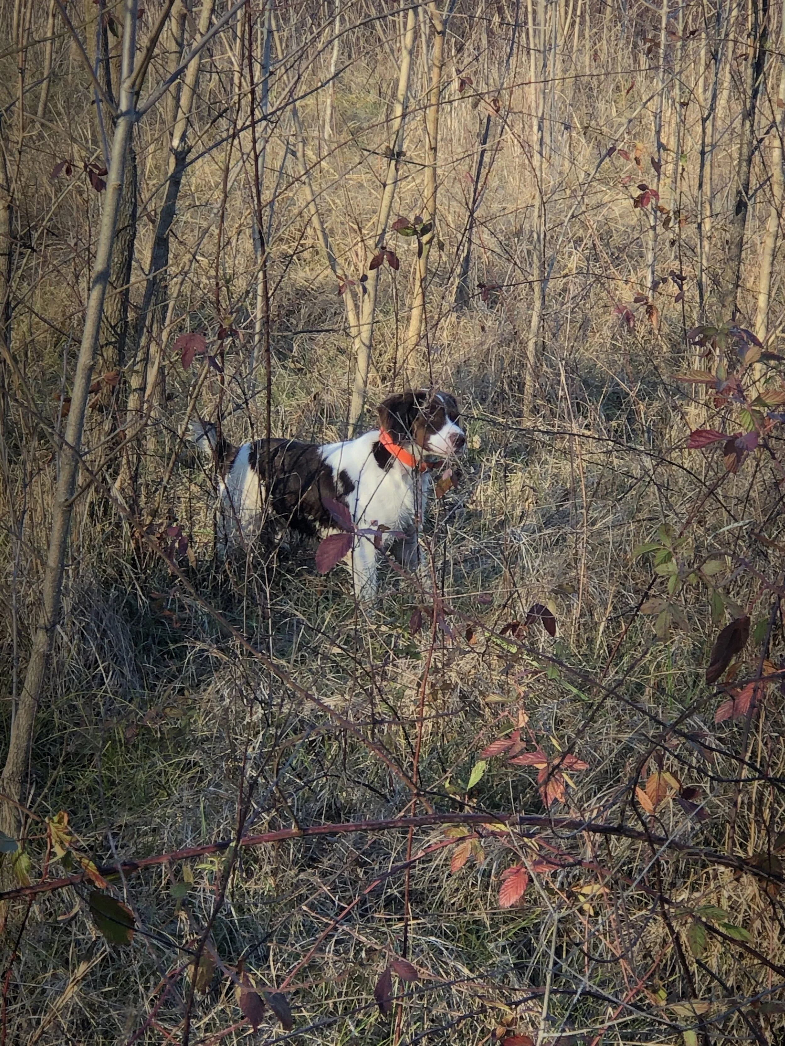 Dog with orange collar standing in dense brush and tall grass, surrounded by leafless trees.