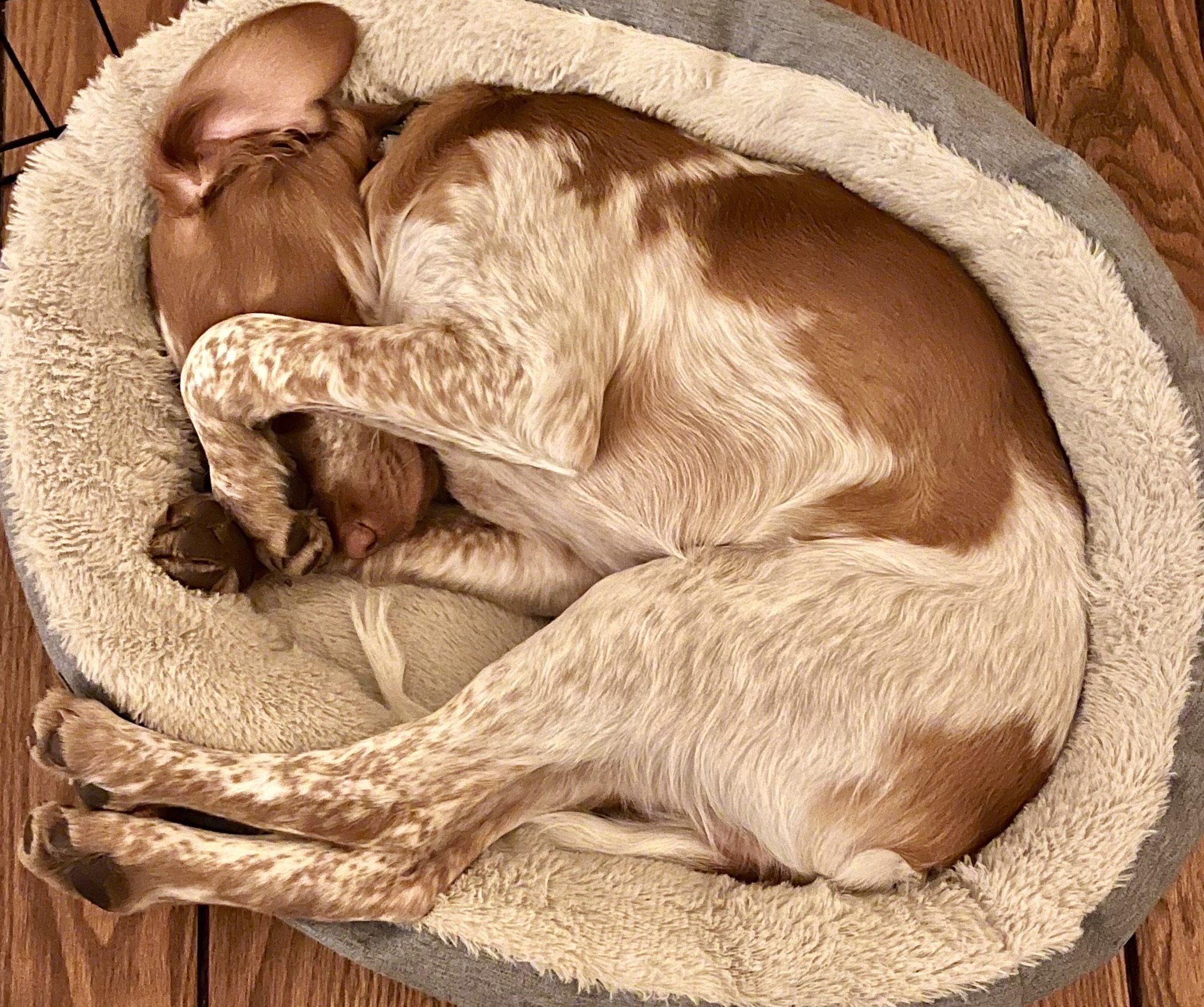 Brown and white dog sleeping curled up in a pet bed, with its paw over its nose, on a wooden floor.