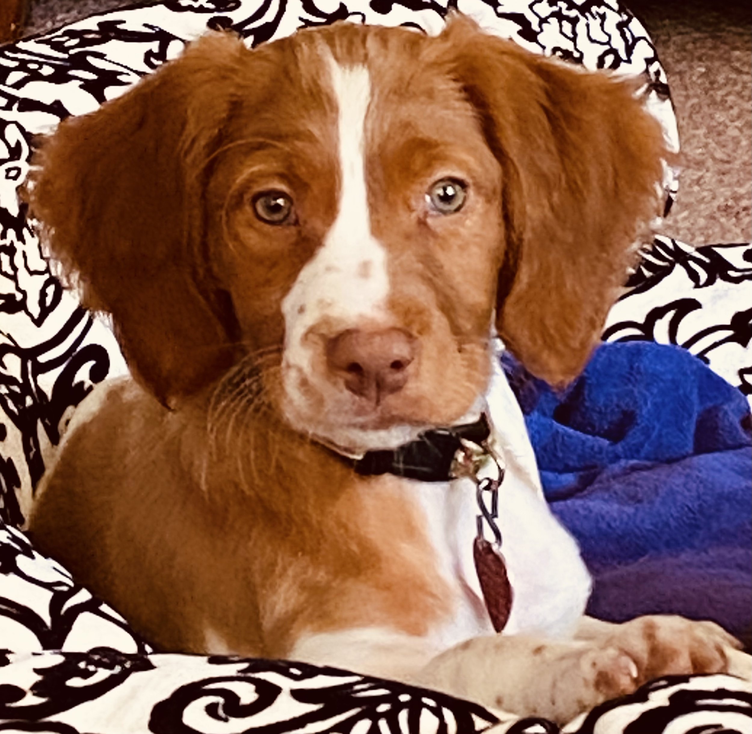 Brown and white puppy resting on a patterned blanket.